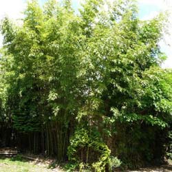 Phyllostachys viridiglaucescens